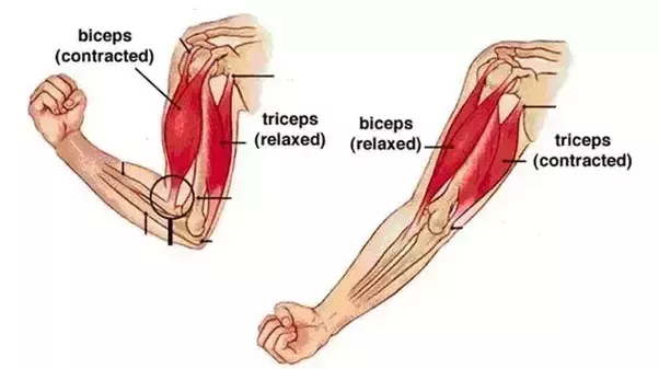 bicep